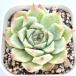  суккулентное растение ekebe задний Alba белый moon Shadow 7.5cm pot рассада 