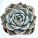  суккулентное растение ekebe задний der De Ville 7.5cm pot рассада 