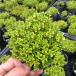 [ our shop agriculture place production ] Golden lemon time 9 centimeter pot seedling . leaf . beautiful . breeding power ... herb 