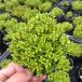 [ наш магазин сельское хозяйство место производство ] золотой лимон время 9cm pot рассада . лист . красивый . размножение сила ... трава 