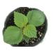 [ our shop agriculture place production ] large leaf ( blue ..) 9cm pot seedling cooking optimum . herb!