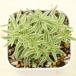  succulent plant se dam Linea re Varie ga-ta(... wheel ten thousand year .) 7.5cm pot seedling 