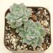  суккулентное растение Pro lifela7.5cm pot рассада 