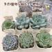 * бесплатная доставка *[ наш магазин сельское хозяйство место производство ] впервые .. суккулентное растение *6 горшок комплект * земля * удобрение * tray есть 10/3 обновление 