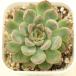  суккулентное растение ekebeli Ame bina7.5cm pot рассада 