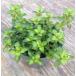 [ наш магазин сельское хозяйство место производство ] лиса Lee lime время 9cm pot рассада 