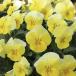[ наш магазин сельское хозяйство место производство ] viola ......( цветок нет рассада ) 9cm pot рассада цветок .......!