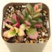  суккулентное растение дыра can pse Roth Sakura дуть снег 7.5cm pot рассада 