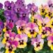 [ наш магазин сельское хозяйство место производство ] viola .......( цветок нет рассада ) 9cm pot рассада цветок .......!