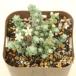  succulent plant se dam tree . pre bifolium7.5cm pot seedling 