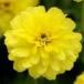 [ наш магазин сельское хозяйство место производство ]jinia двойной The - la желтый 9cm pot рассада симпатичный . цветок ....!