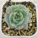  суккулентное растение ekebe задний тихий ночь (seiya) 7.5cm pot рассада 