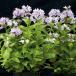 [ наш магазин сельское хозяйство место производство ]nepeta голубой Panther 9cm pot рассада 