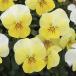 [ наш магазин сельское хозяйство место производство ] viola ............( цветок нет рассада ) 9cm pot рассада цветок .......!