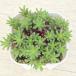  суккулентное растение se dam Pinky 7.5cm pot рассада 