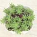  succulent plant se dam Pinky 7.5cm pot seedling 