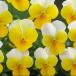 [ наш магазин сельское хозяйство место производство ] viola цветочный энергия желтый сигнальный фонарь ( цветок нет рассада ) 9cm pot рассада цветок .......!