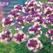 [ наш магазин сельское хозяйство место производство ] аромат nemesia голубика пирог 9cm pot рассада 