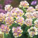 [ наш магазин сельское хозяйство место производство ] аромат nemesia лимон пирог 9cm pot рассада 