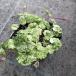 [ наш магазин сельское хозяйство место производство ] Greco ma белый мрамор 9cm pot рассада выдерживающий холод .. корень . почвопокровные растения .!