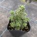 [ наш магазин сельское хозяйство место производство ] Sparkling время 9cm pot рассада 