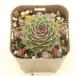  суккулентное растение sempe рубин ummo slow z7.5cm pot рассада 