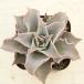  succulent plant ekebe rear till .ba7.5cm pot seedling 