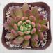  суккулентное растение ekebe задний розовый рубин 7.5cm pot рассада 
