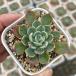  суккулентное растение ekebe задний 7 удача прекрасный .(na Nami ni крюк ) 7.5cm pot рассада 