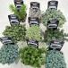 * free shipping *se dam seedling 9 kind set *.... sama 1 set limit!( one part region is free shipping object out ) succulent plant 5/15 update 