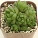  суккулентное растение - oru Cheer un листовка tikola7.5cm pot рассада 
