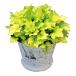 [ наш магазин сельское хозяйство место производство ] гейхера Dolce Frozen мускат PW 9cm pot рассада 