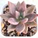  суккулентное растение ekebe задний pi-chi сад 7.5cm pot рассада 