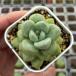  суккулентное растение ekebe задний Bubble жевательная резинка 7.5cm pot рассада 