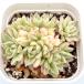  суккулентное растение ekebeli Ame bina.7.5cm pot рассада 