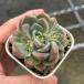  суккулентное растение ekebe задний f Lost цветок 7.5cm pot рассада 