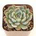  суккулентное растение ekebe задний early Sunrise 7.5cm pot рассада 