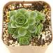  succulent plant aeoniumdo gong nta squirrel 7.5cm pot seedling 