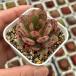 суккулентное растение ekebe задний цветок .(foa Dan ) 7.5cm pot рассада 