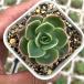  суккулентное растение ekebe задний мед дыня 7.5cm pot рассада 