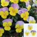 [ наш магазин сельское хозяйство место производство ] viola ......( цветок нет рассада ) 9cm pot рассада цветок .......!