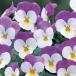 [ наш магазин сельское хозяйство место производство ] viola цветочный энергия белый лиловый Wing ( цветок нет рассада ) 9cm pot рассада цветок .......!