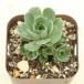  суккулентное растение aeonium mountain rose 7.5cm pot рассада 