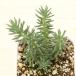  суккулентное растение se dam блюз p разрозненный 7.5cm pot рассада 
