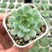  суккулентное растение ekebe задний little красный лодка 7.5cm pot рассада 