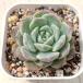  суккулентное растение ekebe задний клубника джем 7.5cm pot рассада 