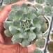  суккулентное растение ekebe задний полет подросток 7.5cm pot рассада 