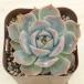  succulent plant ekebe rear Pikachu 7.5cm pot seedling 