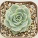  succulent plant ekebe rear big Ciao 7.5cm pot seedling 