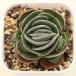  суккулентное растение klaslato men to-sa7.5cm pot рассада 